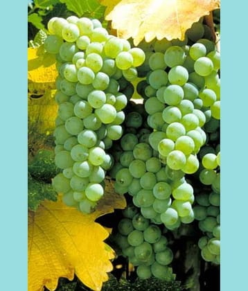 GREEN GRAPES ANGUR FRUIT PLANT 20 SEEDS PACK WITH FREE POTTING SOIL AND USER MANUAL FOR HOME GARDENING USE