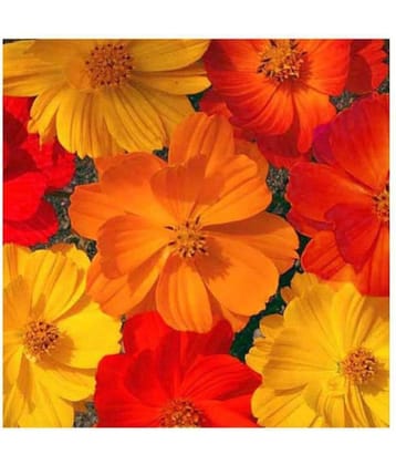 R-DRoz Cosmos Flowers Orange & Yellow High Quality Seeds - Pack of 30 Seeds PREMIUM QUALITY