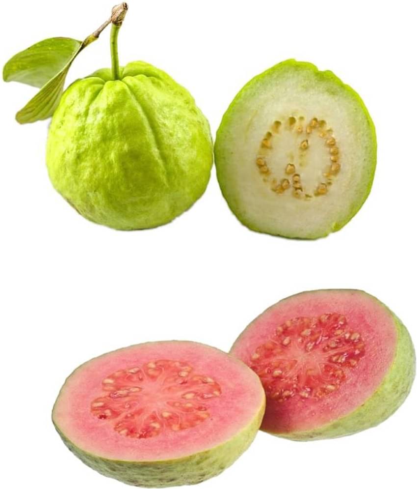 Two Types Guava Fruit Seeds