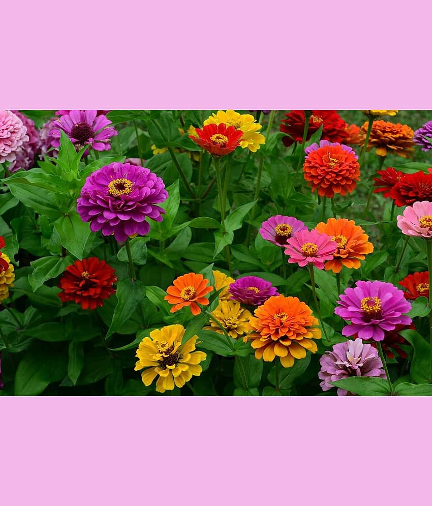 homeagro - Zinnia Mixed Flower ( 20 Seeds )