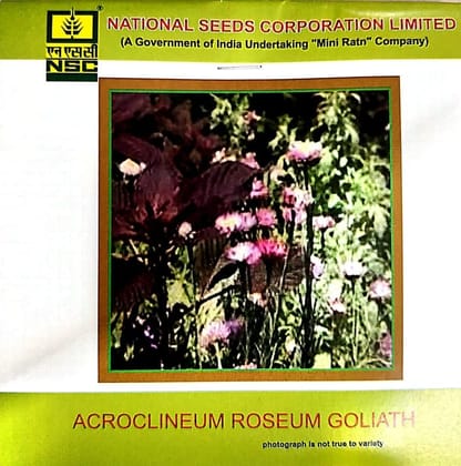 NSC Acroclinium Roseum Brilliant Rose Flower Seed