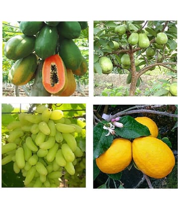 DWARF 4 TYPES FRUIT SEEDS COMBO WITH COCOPEAT 15-15 SEEDS OF EACH ( GRAPES PAPAYA LEMON GRAPES ) TOTAL 40 SEEDS PACK