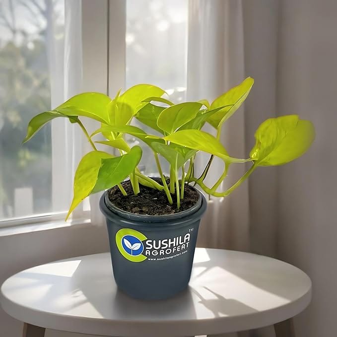 Sushila Agrofert's Golden Money Plant Ornamental Home Decor Live Plant Feng Shui Good Luck Plant Pack Of 2