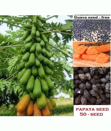Papaya F 1 Hybrid Seeds Pack - 50 seed + Instruction Manual
