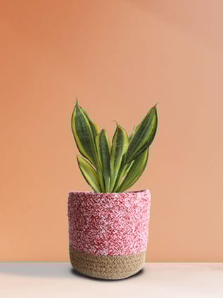 Snake Plant Golden Hahnii (Medium)