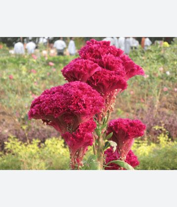 CLASSIC GREEN EARTH - Celosia Flower ( 60 Seeds )