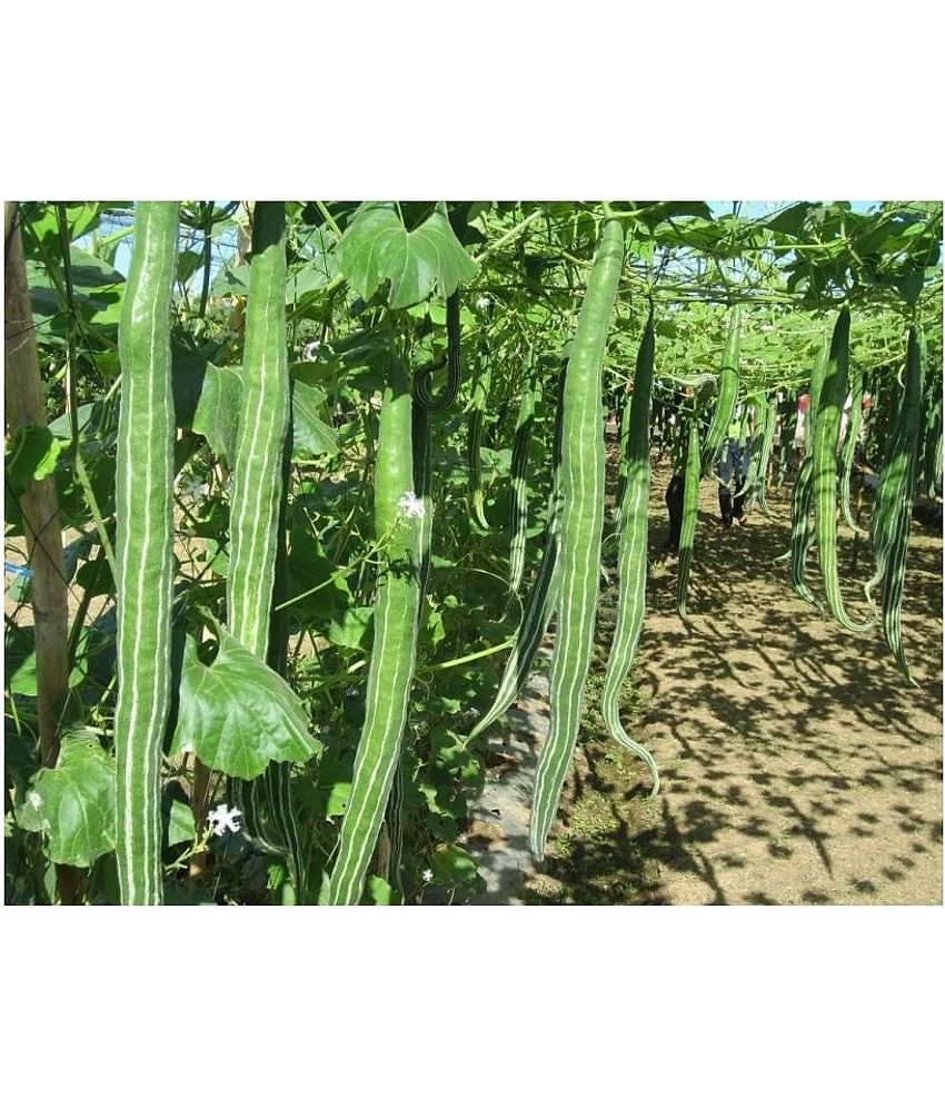 BS SEEDSSnake Gourd/Chachinda Desi-2 pkts Each 30 Seeds