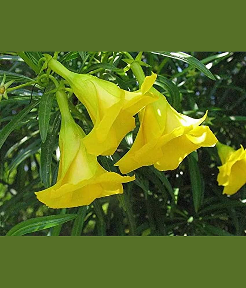 CLASSIC GREEN EARTH - Kantola Flower ( 10 Seeds )