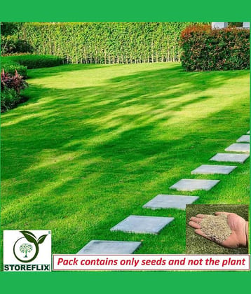STOREFLIX Bermuda Grass ( 3000 Seeds )