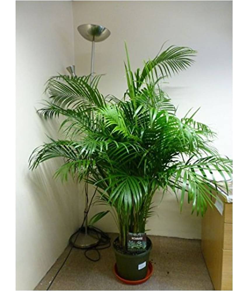 OhhSome Golden Cane Palm Tree Seeds