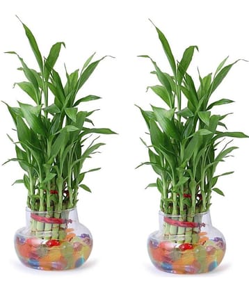 Green plant indoor - Green Wild Artificial Flowers With Pot ( Pack of 2 )