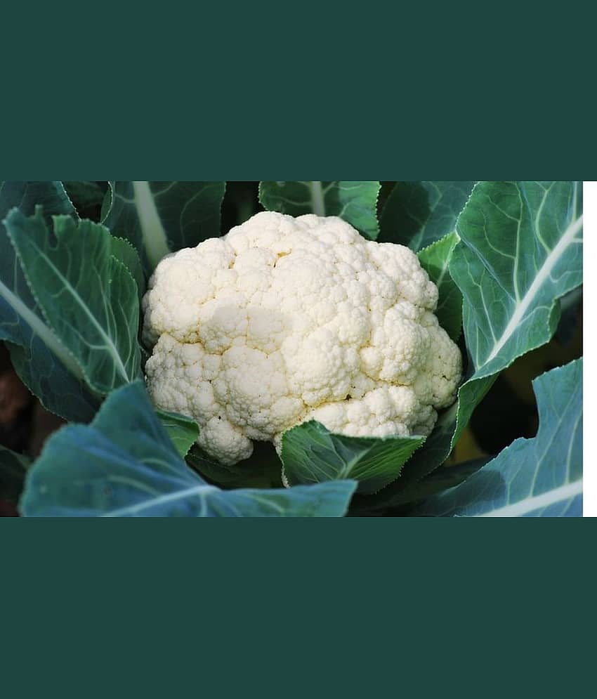 Fern Gardens Rare Cauliflower Seeds Pack for outdoor Garden