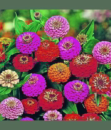 homeagro - Zinnia Mixed Flower ( 20 Seeds )