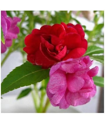 Balsam (Brother of Rose) Multi Colour Flowers Seeds - Pack of 30 Premium Seeds with growing soil