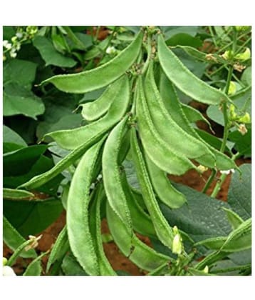 Lablab Dolichos Bean Seeds " Arka Amogh " High Yield Variety Vegetable Seeds ( 10 Seeds Pack )