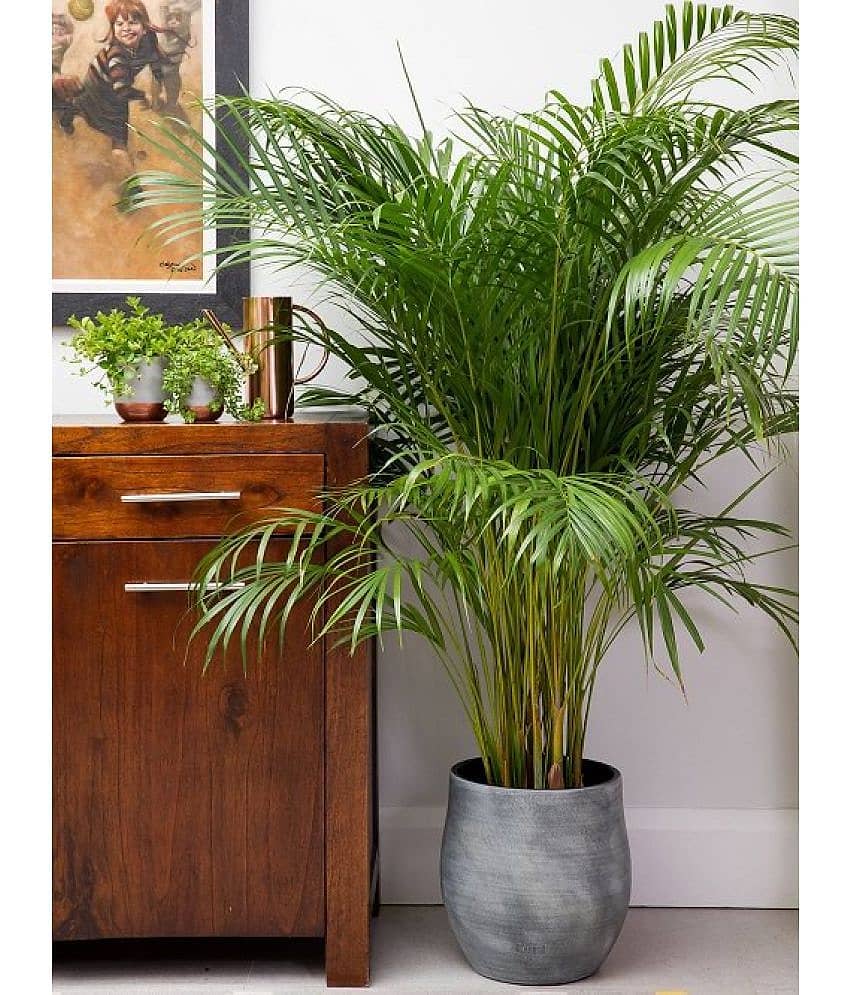 HN organic seed - Areca palm Plant ( 5 Seeds )