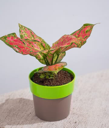 Aglaonema Valentine in Sunny-side Planter-Green