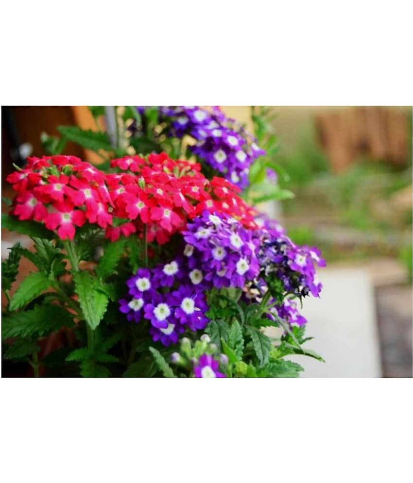 Verbena Flower Seeds | Pack of 50 Seeds