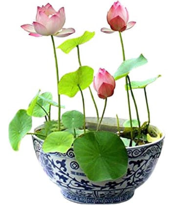 V Square Retail Beautiful Lotus Flower Seeds