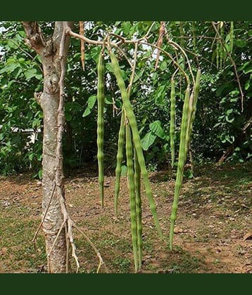 Jignisha Seeds Organic Moringa Vegetable ( 20 Seeds )