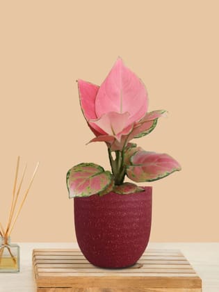 Aglaonema Pink Anjamani (Small) in Eco Pot Aglaonema Pink Anjamani (Small) in Eco Pot