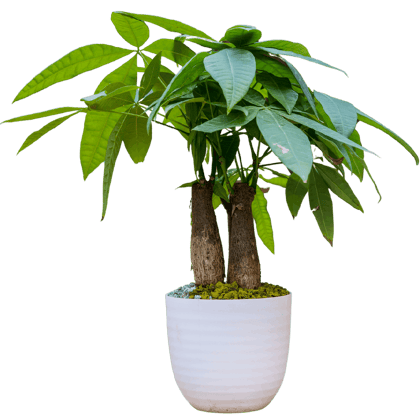 Birthright || Pachira || Plant Birthright || Pachira || Plant