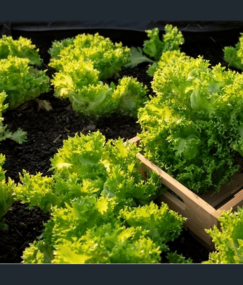 Jignisha Seeds Organic Green Lettuce Vegetable ( 100 Seeds )