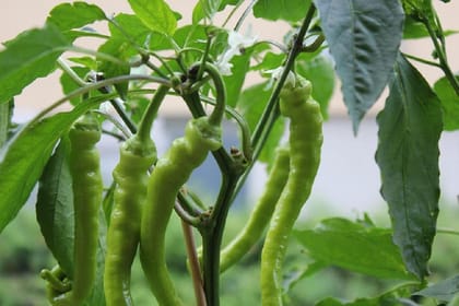 F1 Hybrid - Mirchi Ka Beej, Vegetable Seeds Seed Pack Of  50