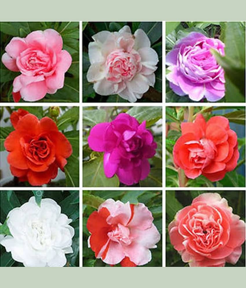 homeagro - Balsam Mixed Flower ( 25 Seeds )