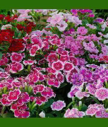 Sweet Willian mix type 50 seeds pack with free cocopeat and user manual