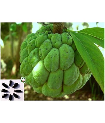 6 Seeds Of Sweetsop, Annona Squamosa, Sugar Or Custard Apple, Sharifa Or Sitaphal Tree For Growing