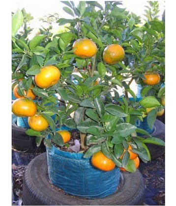 Azalea gardens Indoor Dwarf 10Pc organic fruit Mandarin Orange seeds for Indoor plant tree seeds