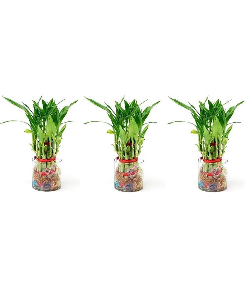 Green plant indoor - Green Wild Artificial Flowers With Pot ( Pack of 3 )