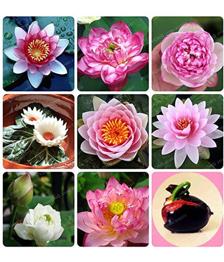 M-Tech Gardens Exotic Aquatic Lotus Flower Seeds ( Mixed Varieties 10 Seeds Pack)