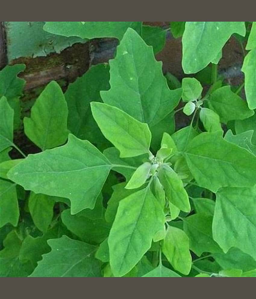 Bathua 500 Organic Vegetable Seeds