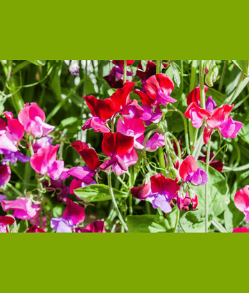 CLASSIC GREEN EARTH - Magnif Flower ( 12 Seeds )