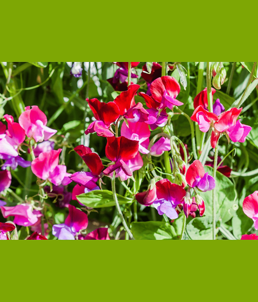 CLASSIC GREEN EARTH - Magnif Flower ( 12 Seeds )