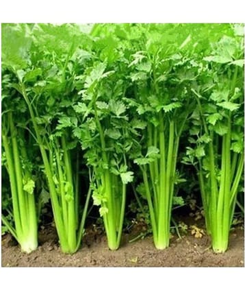 R-DRoz Coriander (Dhaniya) Best Quality Seeds - Pack of 100 Premium Seeds