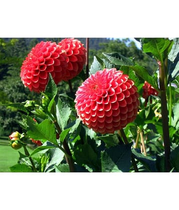 HN organic seed - Dahlia Mixed Flower ( 25 Seeds )