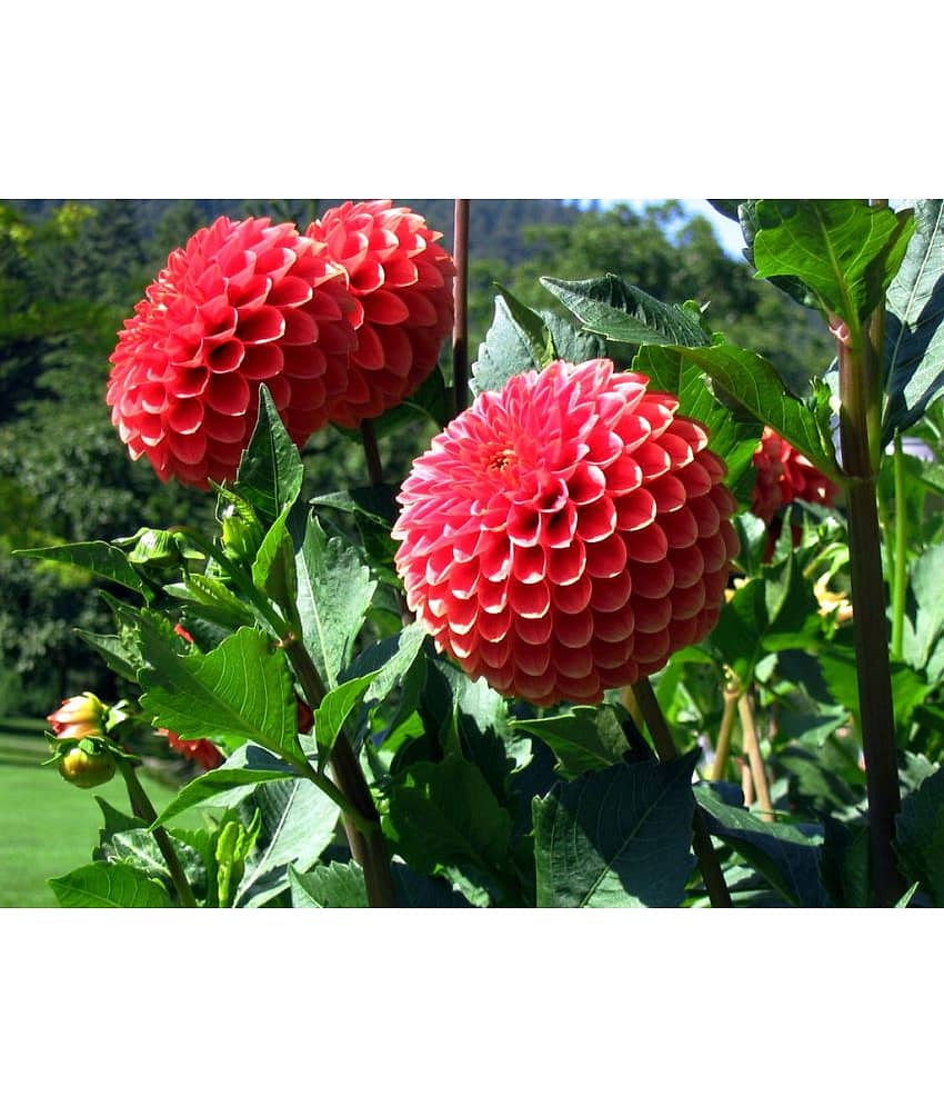 HN organic seed - Dahlia Mixed Flower ( 25 Seeds )