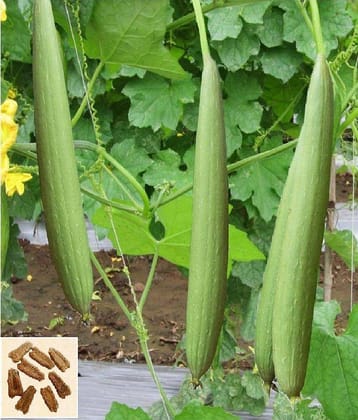preji Gardens Rare imported F1 hybrid sponge Gourd Seeds 20 seeds