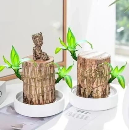 Brazilian wood plant Pack of 2-Pack of 2
