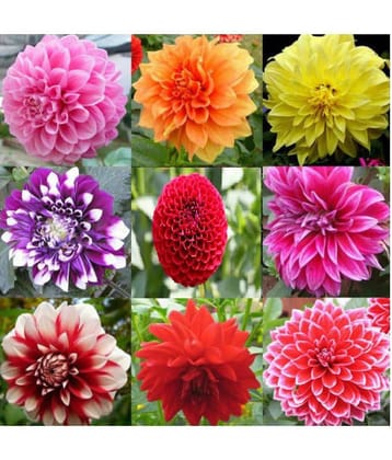 Dahlia Mix Color Flower Seeds - 50 Seeds + Instruction Manual Inside the Package