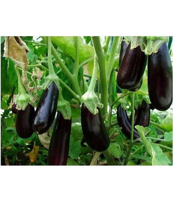 Brinjal Long Quality Seeds - Pack of 50 F-1 Hybrid Seeds