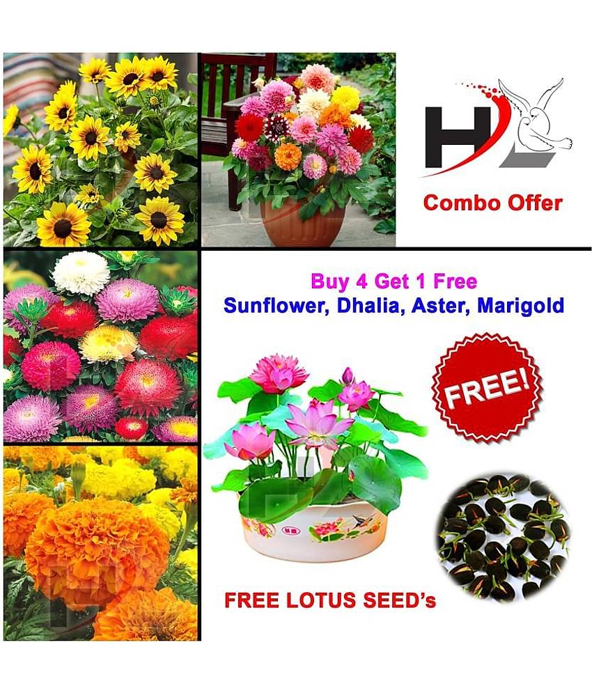 HL-COMBO-Sunflower, Dhalia, Aster, Marigold and FREE Lotus Seed's