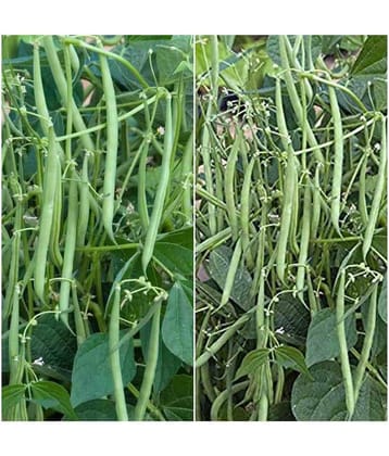 French bean 30 seeds high germination seeds with instruction manual