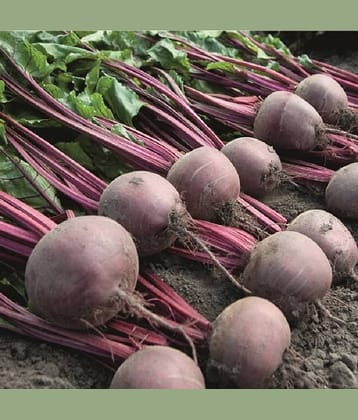 Red Beetroot (Lal Chukandar ke beej) Vegetable Seeds Pack Of 50 | Organic | for Planting in Home Kitchen Terrace Balcony Gardening