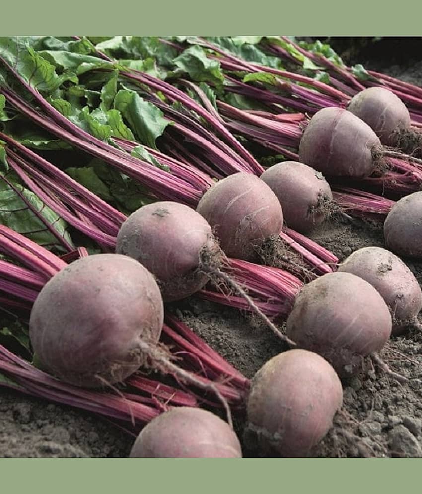 Red Beetroot (Lal Chukandar ke beej) Vegetable Seeds Pack Of 50 | Organic | for Planting in Home Kitchen Terrace Balcony Gardening