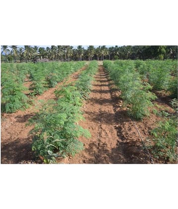 Dwarf Hybrid Drumstick Moringa Oleifera Short Dwarf Variety Vegetable Seeds Pack Of 15 Seeds