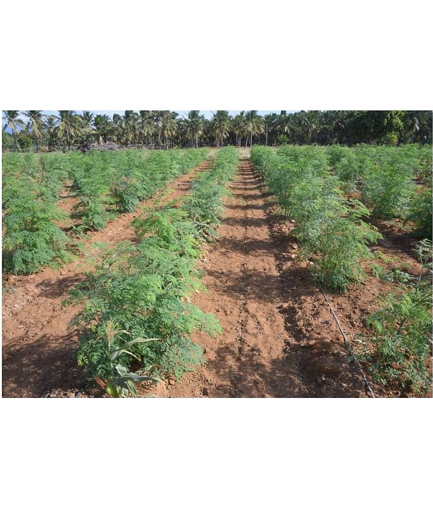 Dwarf Hybrid Drumstick Moringa Oleifera Short Dwarf Variety Vegetable Seeds Pack Of 15 Seeds